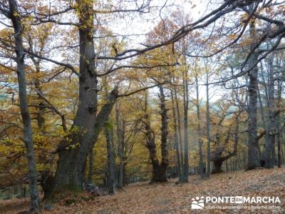 El Castañar de El Tiemblo,rutas trekking Ávila; canto cochino la pedriza